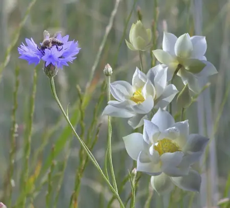 Kornblumenwiese mit Lotusblüte